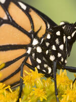 Forest Surface Occupied by Monarch Butterfly Hibernation Colonies in December 2013 Brochure