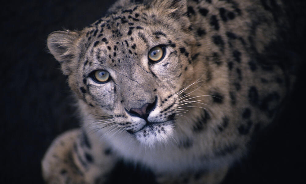 Snow Leopard