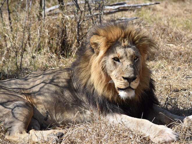 A lion sits on grass