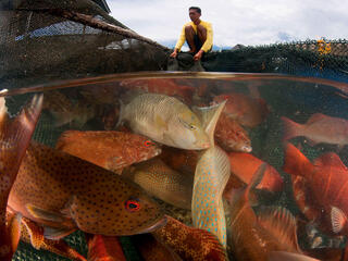 Live reef fish trade in Kudat. Split level of caged fish and caretaker. Kudat, Sabah, Malaysia. 30 June 2009