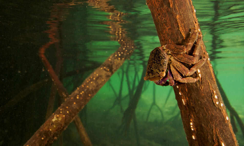 mangrove crab WW22266 Tim Laman