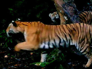 A mother tiger leads her three cubs through forest in Thailand