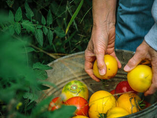 Picking tomatoes