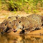  jaguar and its cub