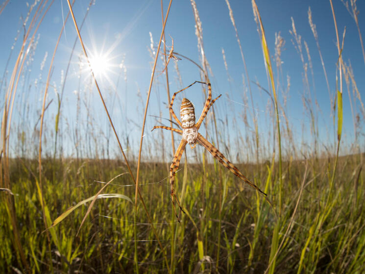 Close up of Silver Argiope spiders in a grassland habitat