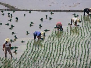 Rice farming in China