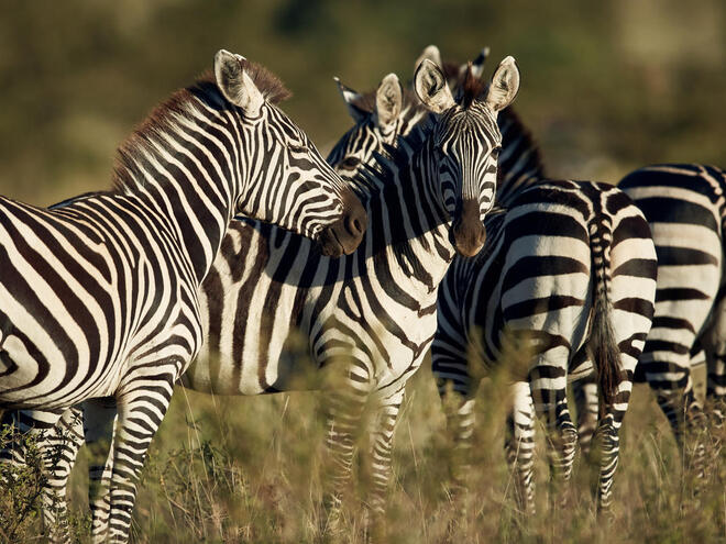 Multiple zebras stand on the grass