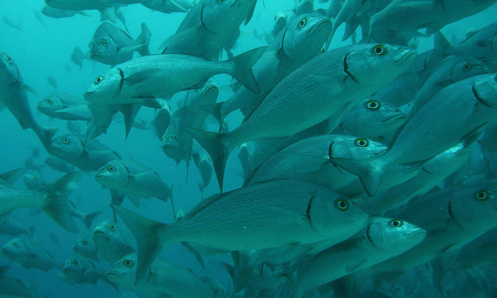 Galapagos: Overfishing