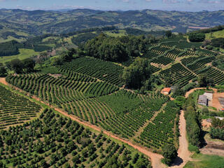 An aerial view of a lush, green coffee farm on a sunny day