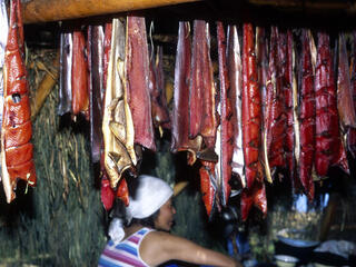 kamchatka salmon hanging from tent roof