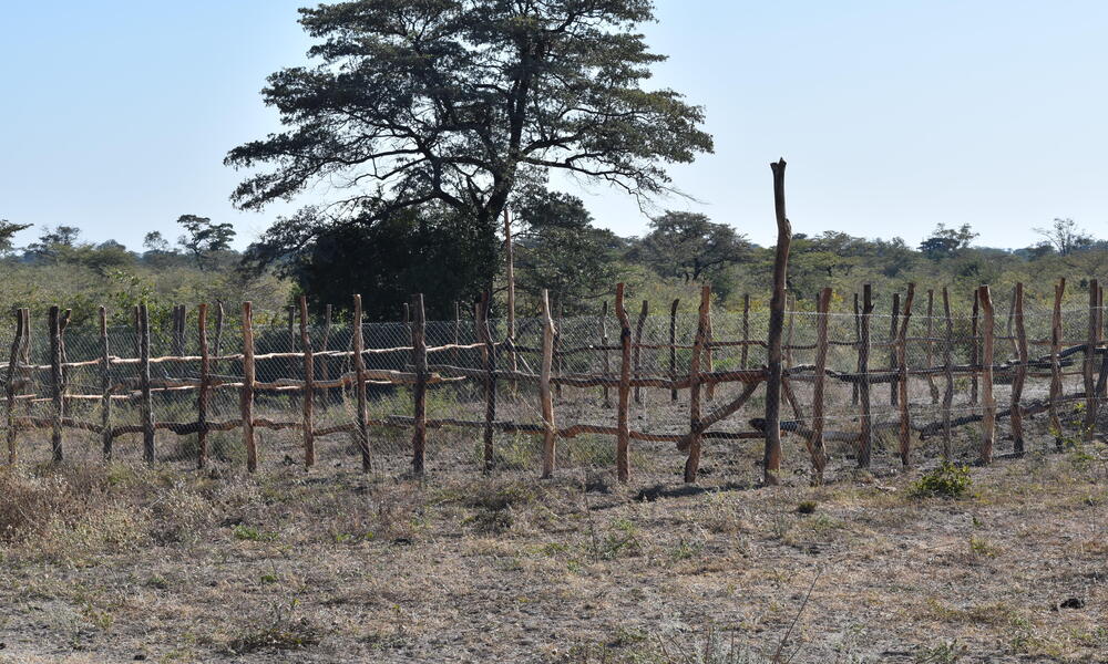 Sticks and fencing create an enclosure 