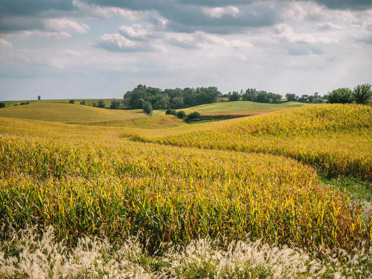 An oasis for wildlife, Spin and Mindy's homestead perches atop rolling hills flanked by corn fields
