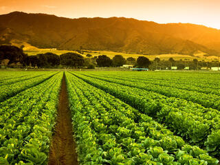 A green row panorama of fresh crops grow on an agricultural farm field in the Salinas Valley, California USA