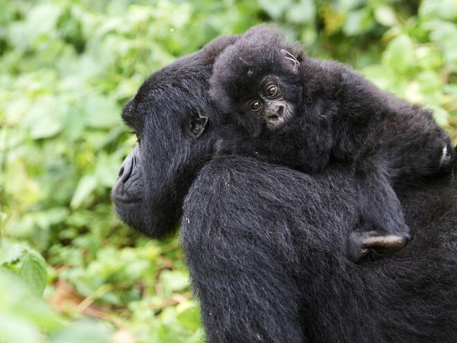 Female Mountain gorilla (Gorilla beringei beringei) carrying baby on back, member of the Kabirizi group, Virunga National Park, North Kivu, Democratic Republic of Congo, Africa, Critically endangered.