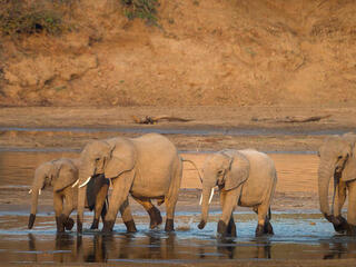 Elephants