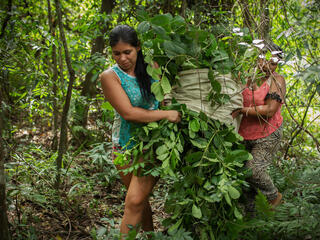Women of the MATE project cooperative carry leaves out of the Atlantic Forest, Paraguay
