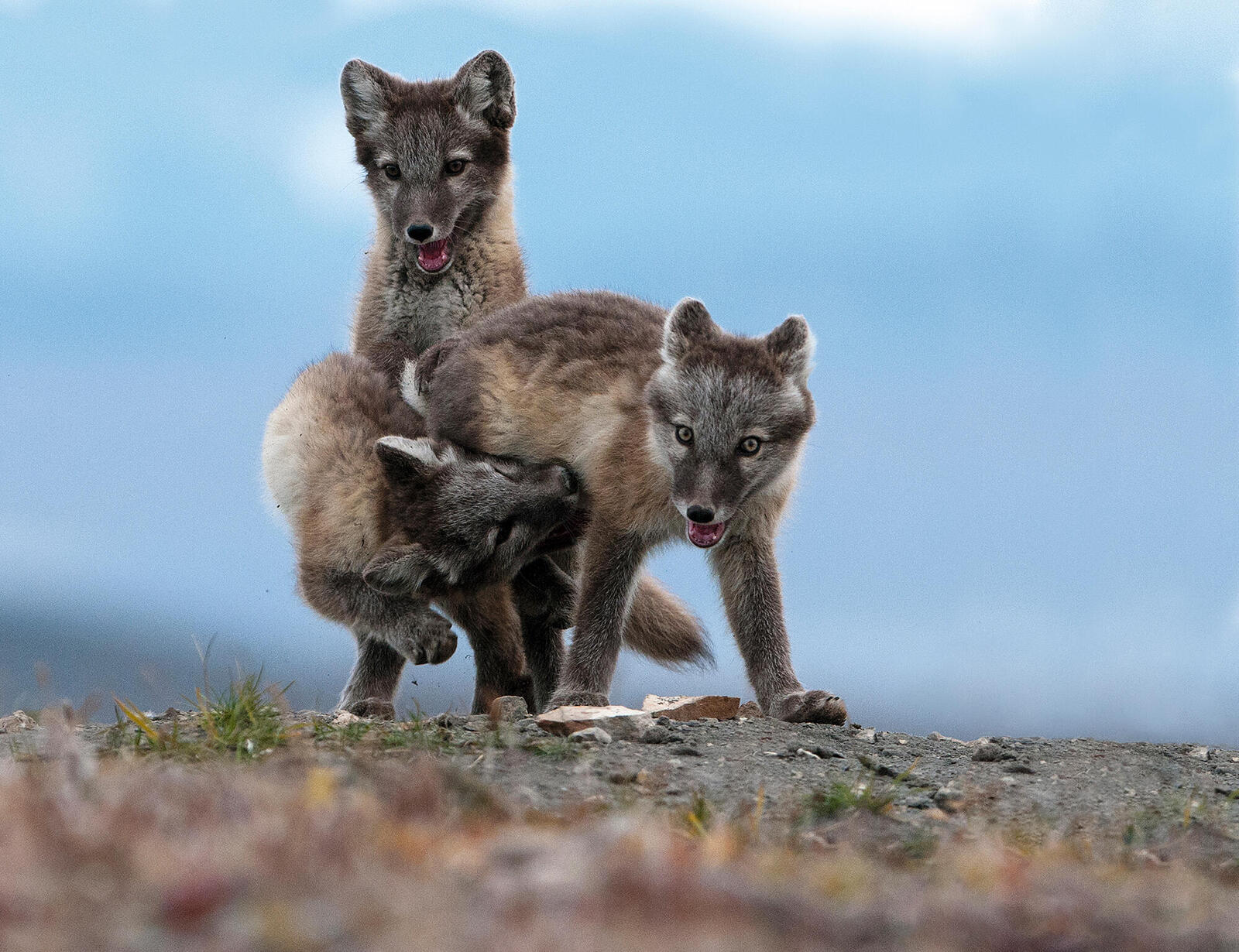 Three fox kits playing