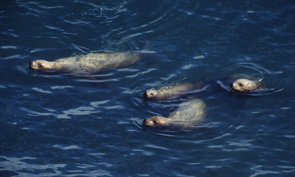 Seals