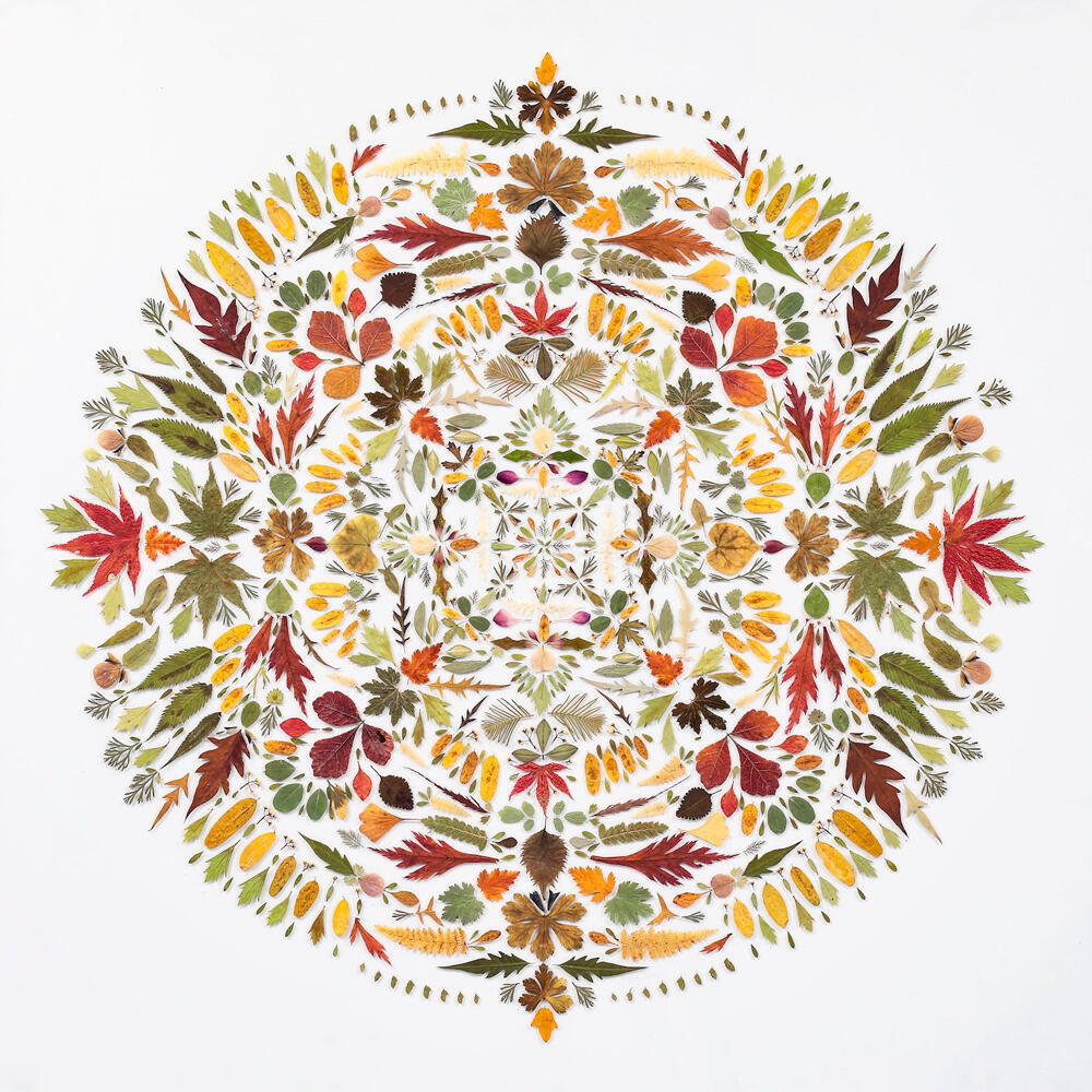 Leaves and petals arranged in mandala pattern