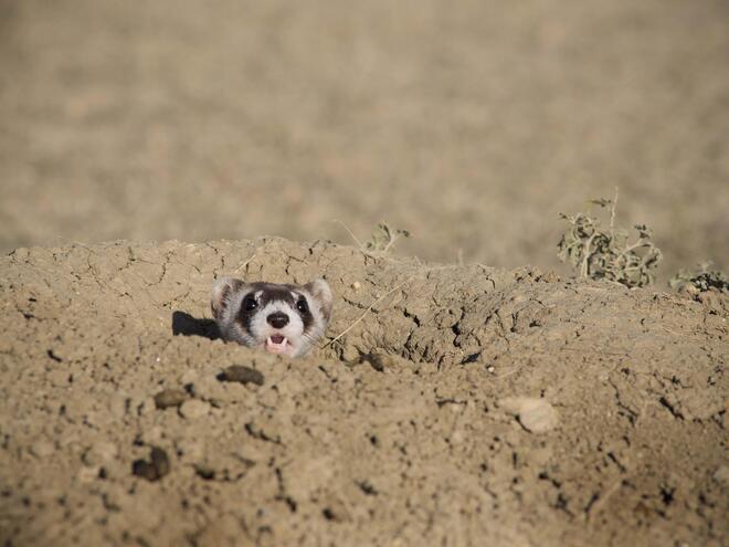 black footed ferret pops head up