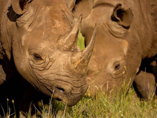 Black Rhinoceros (Diceros bicornis), Kenya.