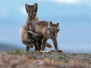 Three fox kits playing