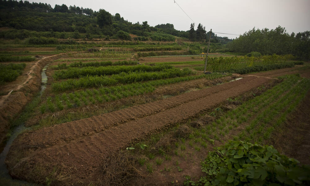 Organic Agriculture