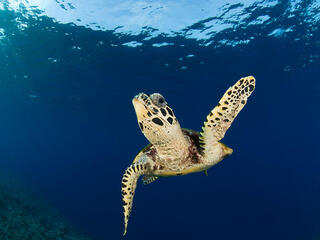 Hawksbill turtle (Eretmochelys imbricata), New Britain, Papua New Guinea.