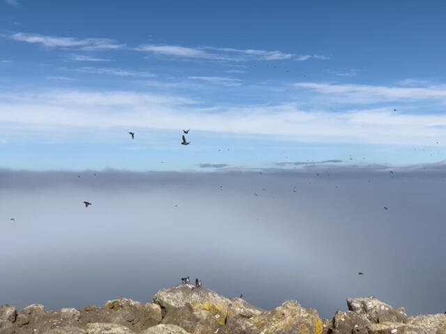 Birds flying in a blue sky