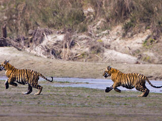 Two young tigers run alongside a riverbank in Nepal