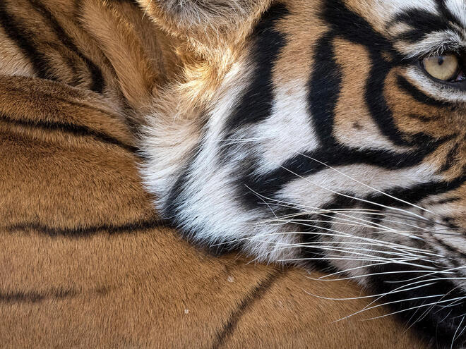 Closeup of tiger face