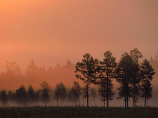 Red light from a rising sun silhouettes trees in a forest in China