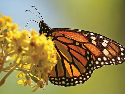 Monarch on flower