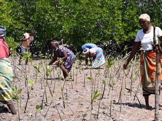 A group of women planting saplings in the dirt