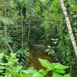 Lush green forest with a little water