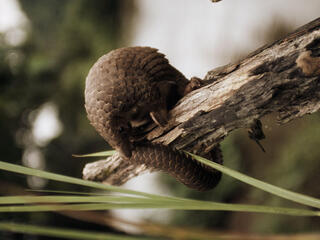 tree pangolin 