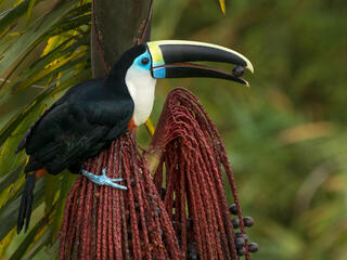 Toucan holding berry in beak