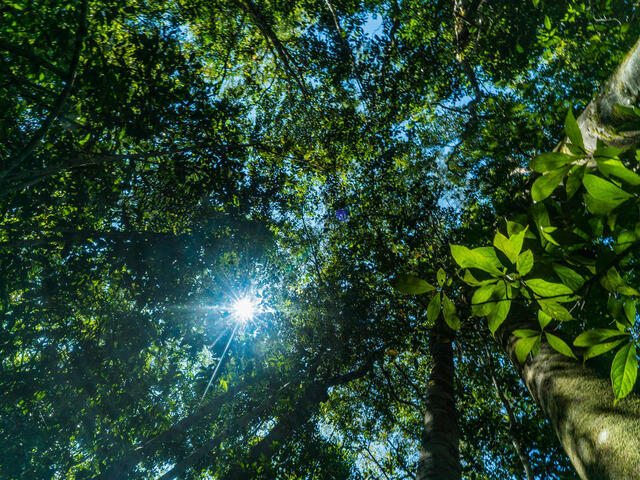 view from below looking up into the treetops with sunlight bursting through the canopy