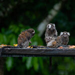 White-Tufted-Ear Marmoset