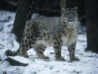 Snow Leopard