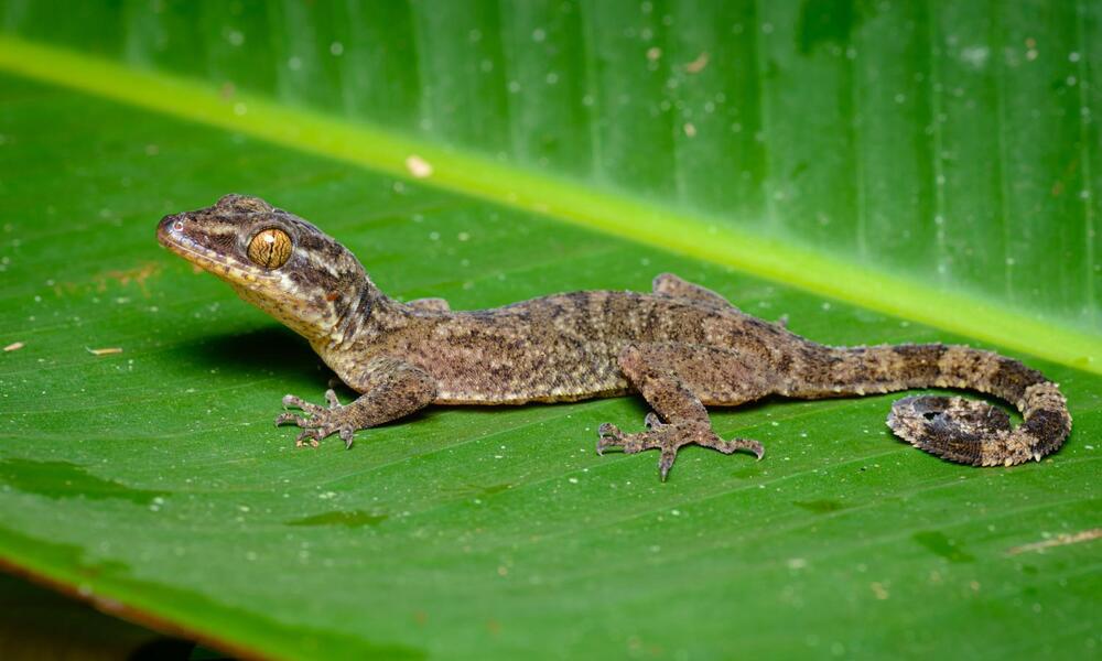 Cyrtodactylus Rukhadeva sits on a green leaf