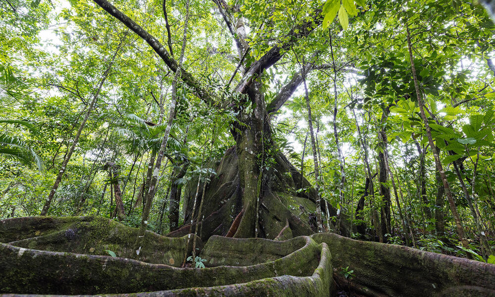 Fig tree large roots