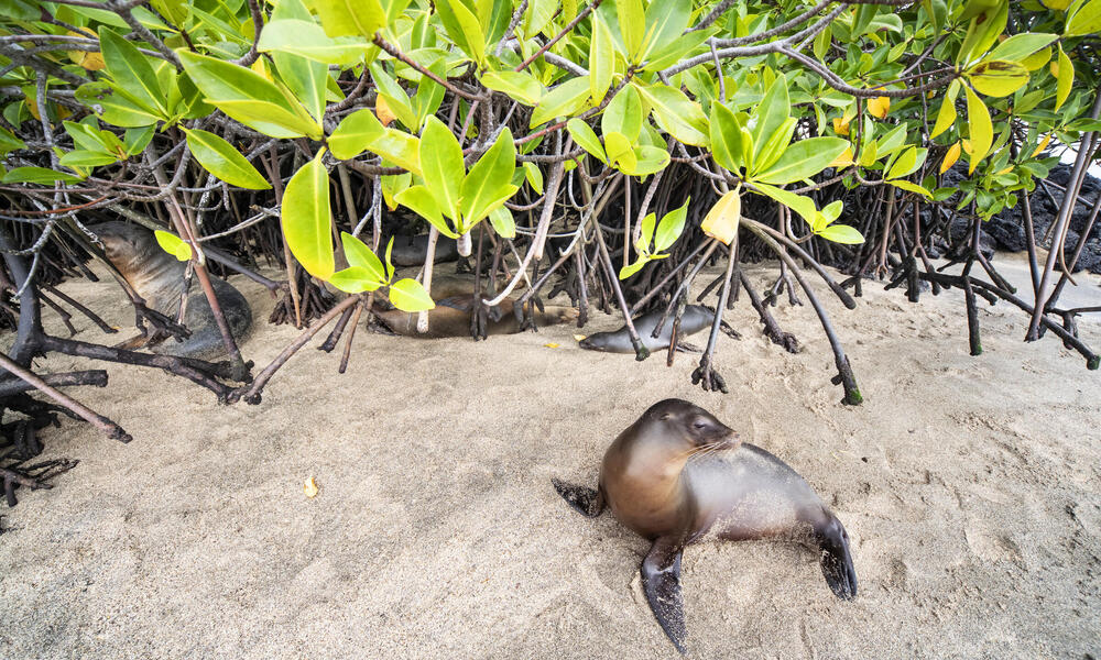 sea lion mangrove WW288523 Antonio Busiello