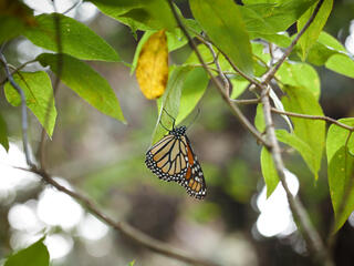 monarch butterfly in tree