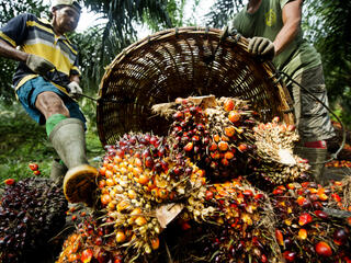 palm oil harvest