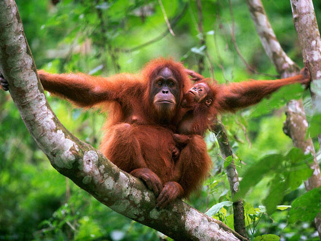 orangutan with baby