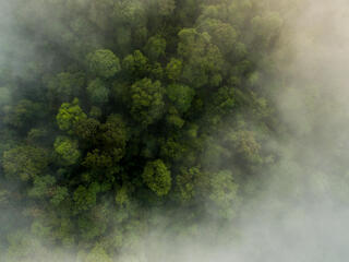 The Bukit Tigapuluh, or “Thirty Hills,” landscape is one of the last great stands of rain forest in the deforestation hotspot that is the Indonesian island of Sumatra