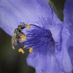  Close up of a Sweat Bee (Lasioglossum sp) visiting Prairie Spiderwort (Tradescantia occidentalis), a bright purple flower