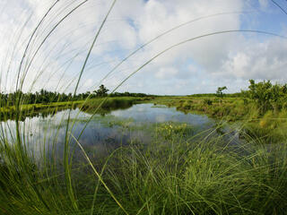 Fresh water marsh