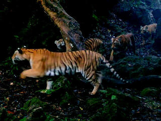 A mother tiger leads her three cubs through forest in Thailand